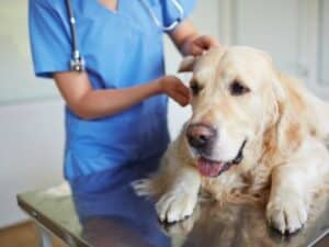 Las Mejores Veterinarias En Toluca De Lerdo