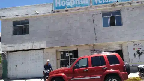 veterinarios en pachuca hidalgo