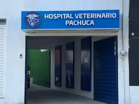 Clínica para perros Pachuca