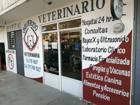 veterinario especialista en gatos Pachuca