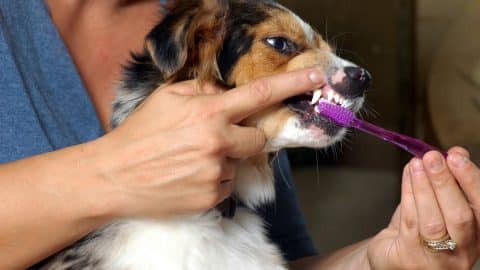 cepillar los dientes al perro