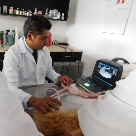 Clínica veterinaria de Puebla