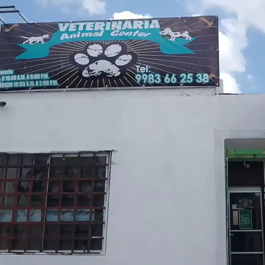 veterinario especialista en gatos Cancún