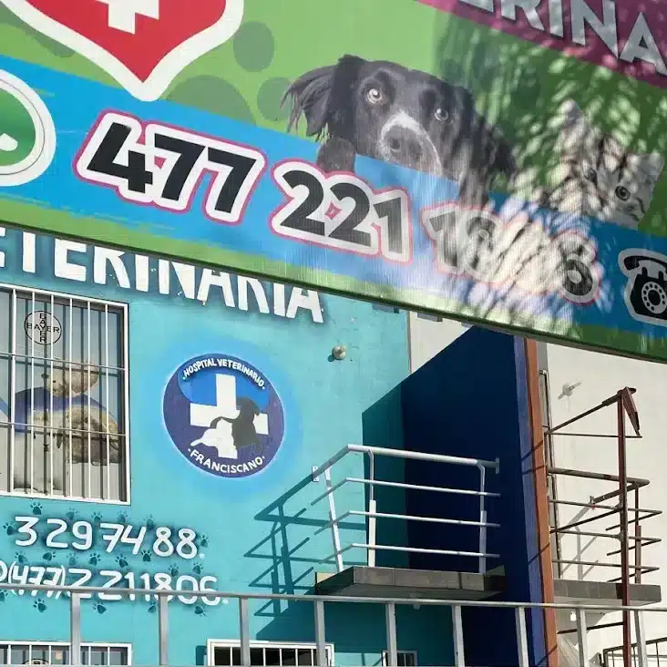 veterinario de aves en León