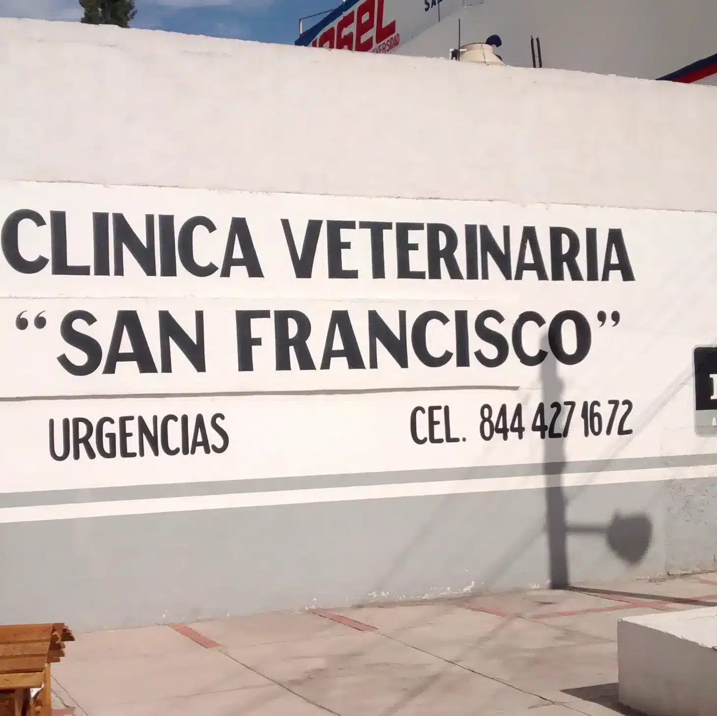 veterinario especialista en gatos Saltillo