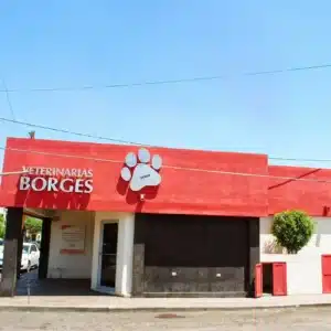 veterinario especialista en gatos Hermosillo