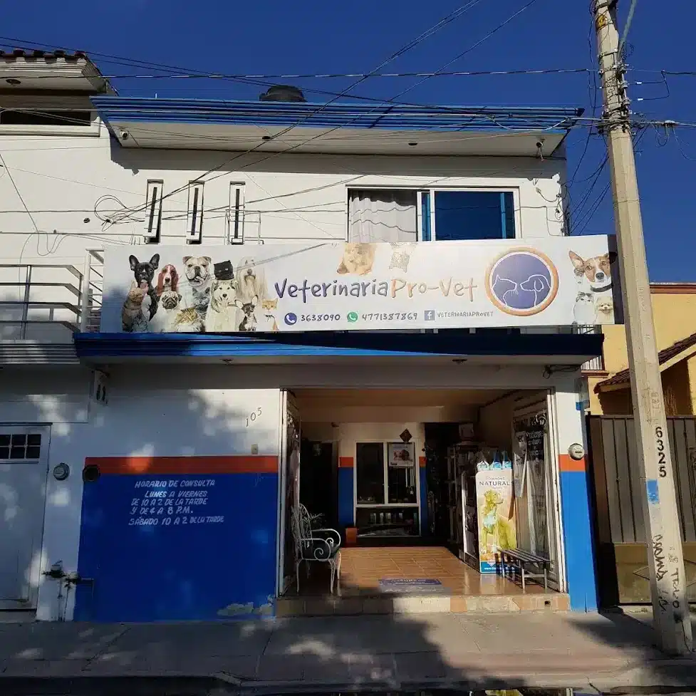 veterinario especialista en gatos León gto