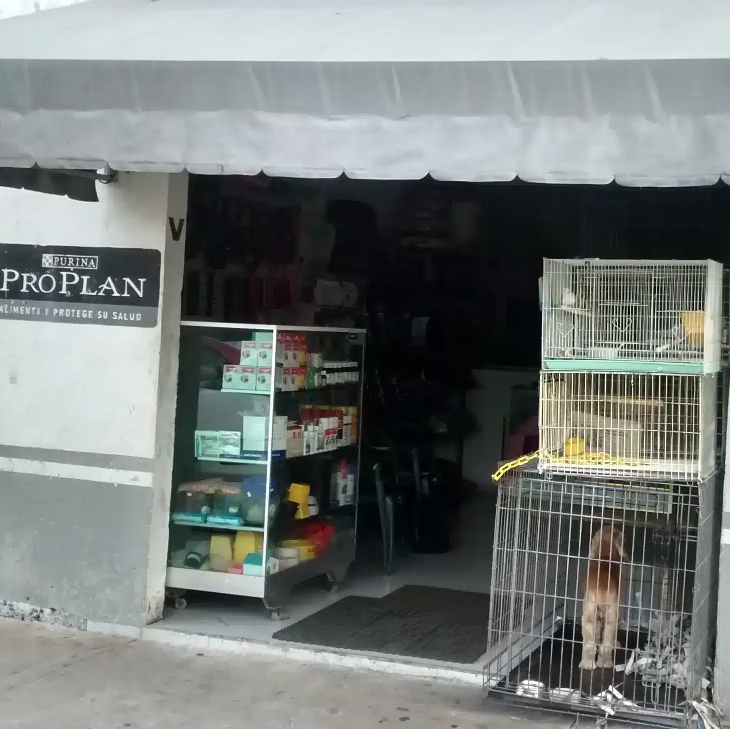 Clínica para perros Cancún