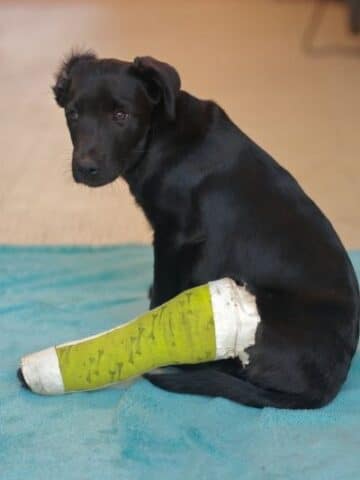 perro con pata enyesada