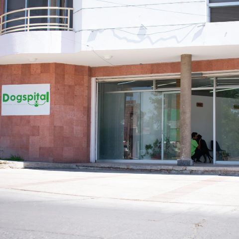 veterinario especialista en gatos Aguascalientes