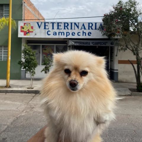 Hospital animal Aguascalientes